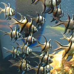 Acquaio di Genova - les aquariums