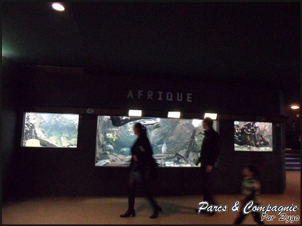 aquarium-porte-doree-086 GF