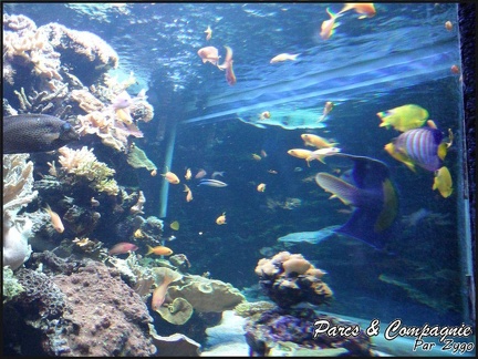 aquarium-porte-doree-122 GF