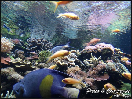 aquarium-porte-doree-126 GF