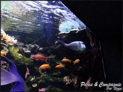 aquarium-porte-doree-127 GF