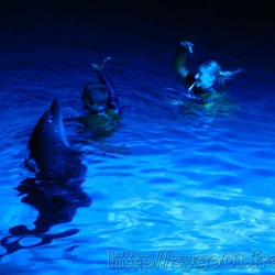 Marineland - Dauphins - Spectacle - les dauphins de la lune