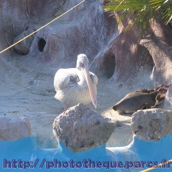 Marineland - Manchots humbolts - Pelicans