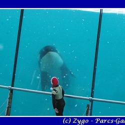 Marineland - Orques - Spectacle - 15h30