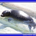 Marineland - phoques - bebe cleo - 2813
