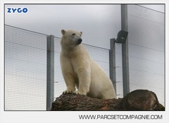 Marineland - Ours polaires - les animaux - 3057