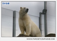 Marineland - Ours polaires - les animaux - 3059