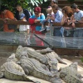 La ferme aux crocodiles 064