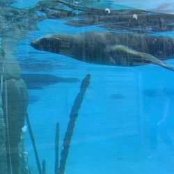 Zoo Amneville - La baie des lions de mers - vision sous marine
