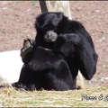 zoo frejus - Primates - Siamangs - 231