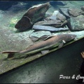 aquarium-porte-doree-018 GF