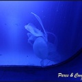 aquarium-porte-doree-020 GF