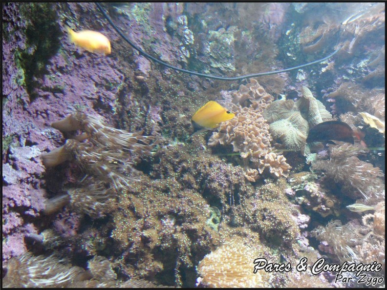 aquarium-porte-doree-022_GF.jpg
