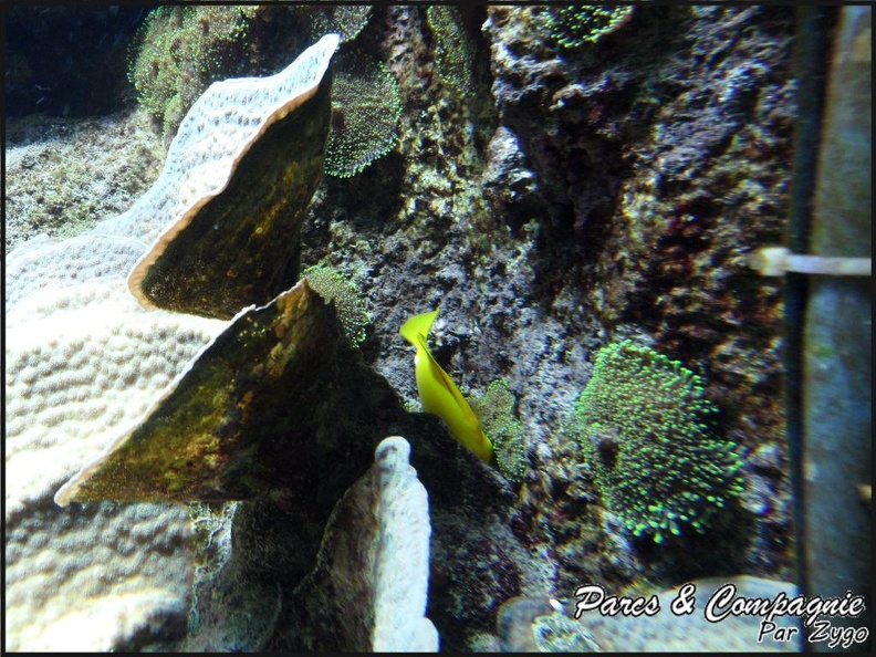 aquarium-porte-doree-023_GF.jpg