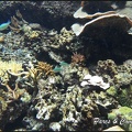 aquarium-porte-doree-024 GF