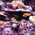 aquarium-porte-doree-030 GF