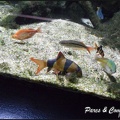 aquarium-porte-doree-045 GF