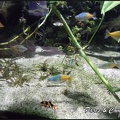 aquarium-porte-doree-046 GF