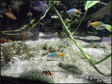 aquarium-porte-doree-046 GF