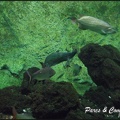 aquarium-porte-doree-049 GF