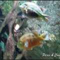 aquarium-porte-doree-070 GF