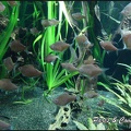 aquarium-porte-doree-074 GF