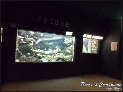 aquarium-porte-doree-085 GF
