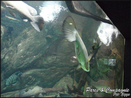 aquarium-porte-doree-092 GF