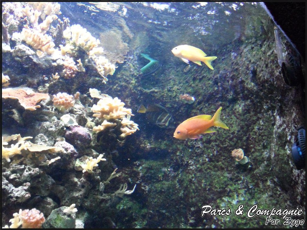 aquarium-porte-doree-110 GF