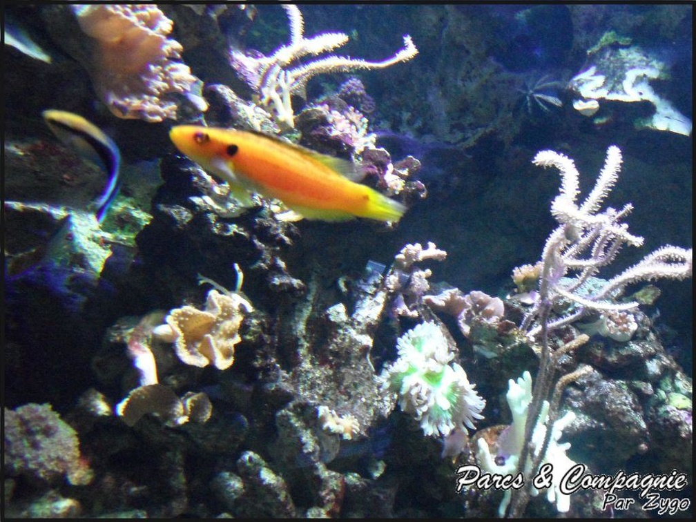 aquarium-porte-doree-118 GF