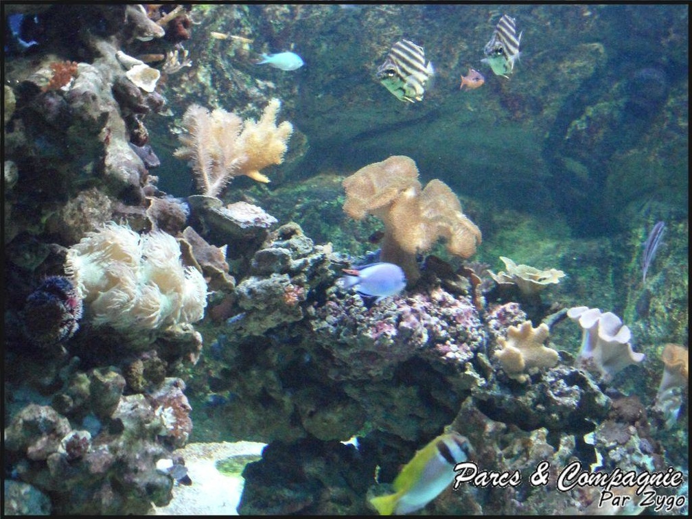aquarium-porte-doree-121 GF