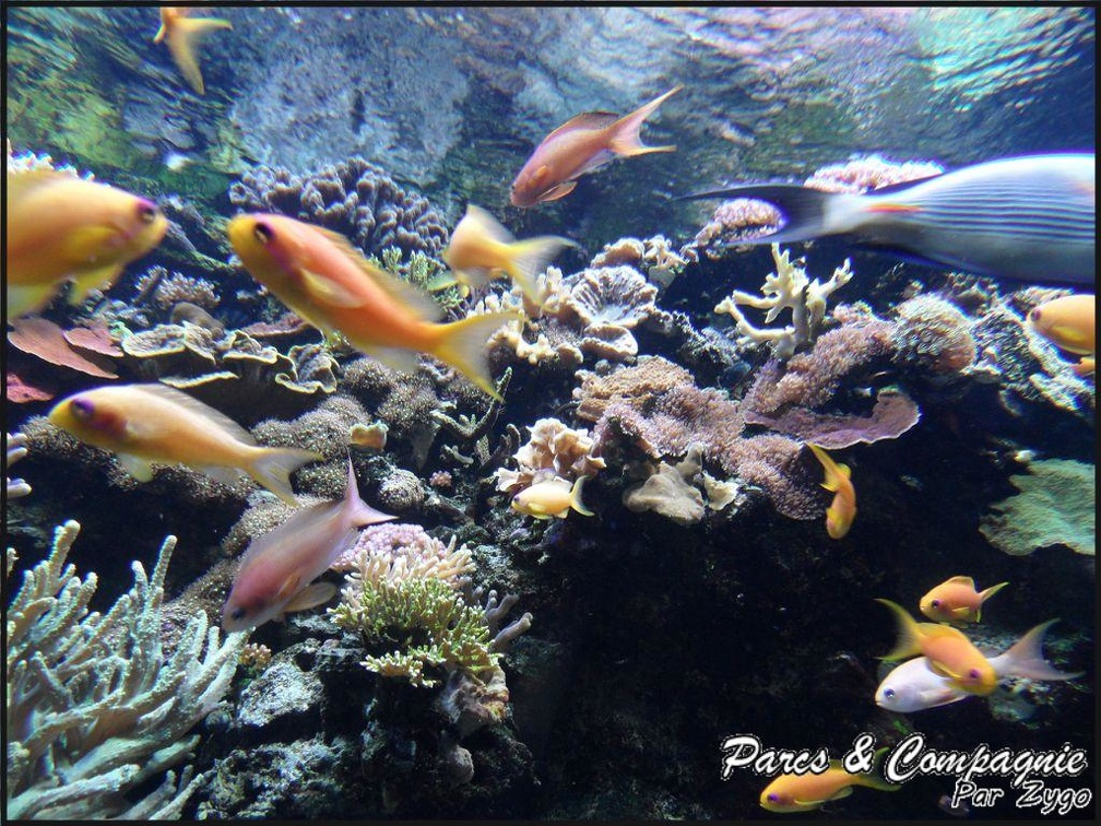 aquarium-porte-doree-123 GF