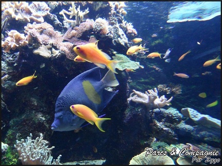 aquarium-porte-doree-124 GF