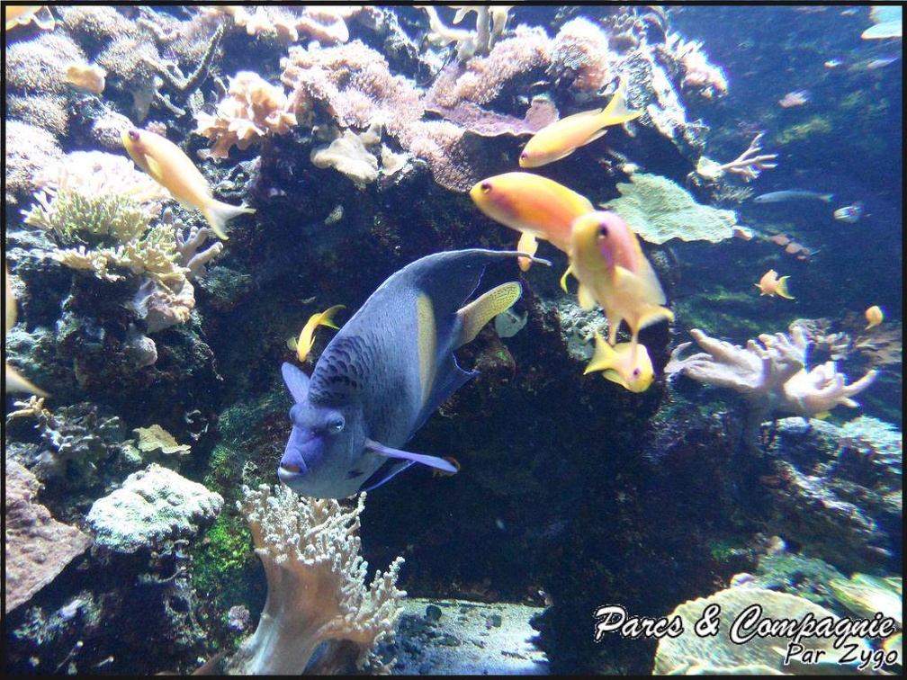 aquarium-porte-doree-125 GF
