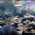aquarium-porte-doree-126 GF