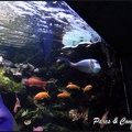 aquarium-porte-doree-127 GF