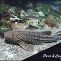 aquarium-porte-doree-129 GF