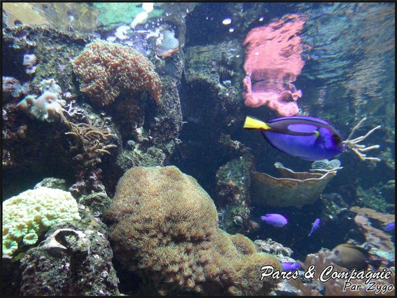 aquarium-porte-doree-133 GF
