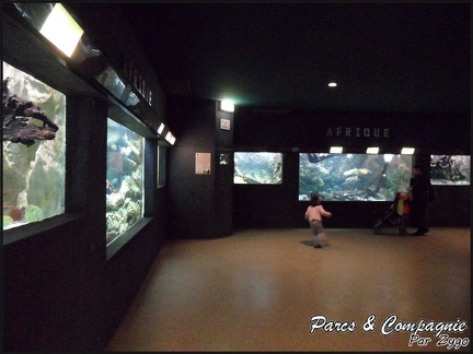 aquarium-porte-doree-153 GF