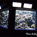 aquarium-porte-doree-162 GF