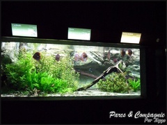 aquarium-porte-doree-168 GF