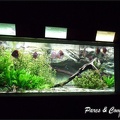 aquarium-porte-doree-168 GF