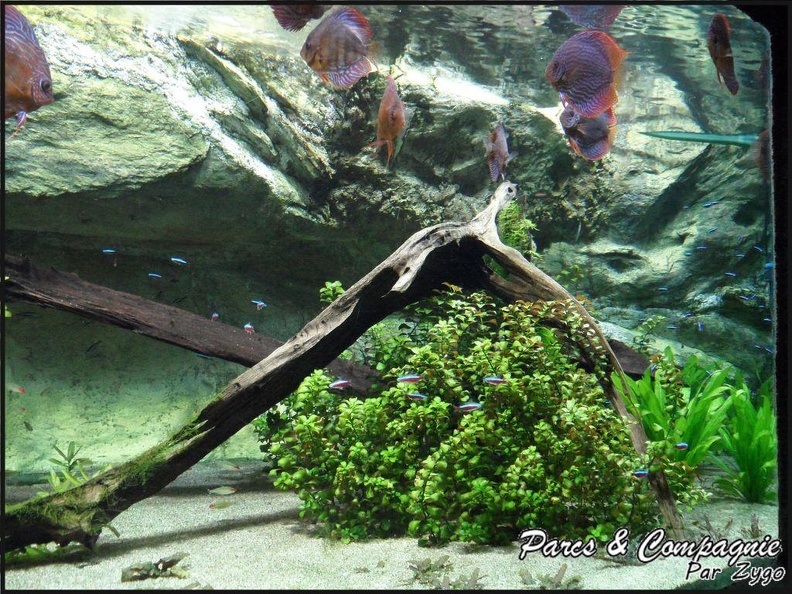aquarium-porte-doree-169_GF.jpg
