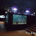 aquarium-porte-doree-175 GF