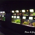 aquarium-porte-doree-185 GF