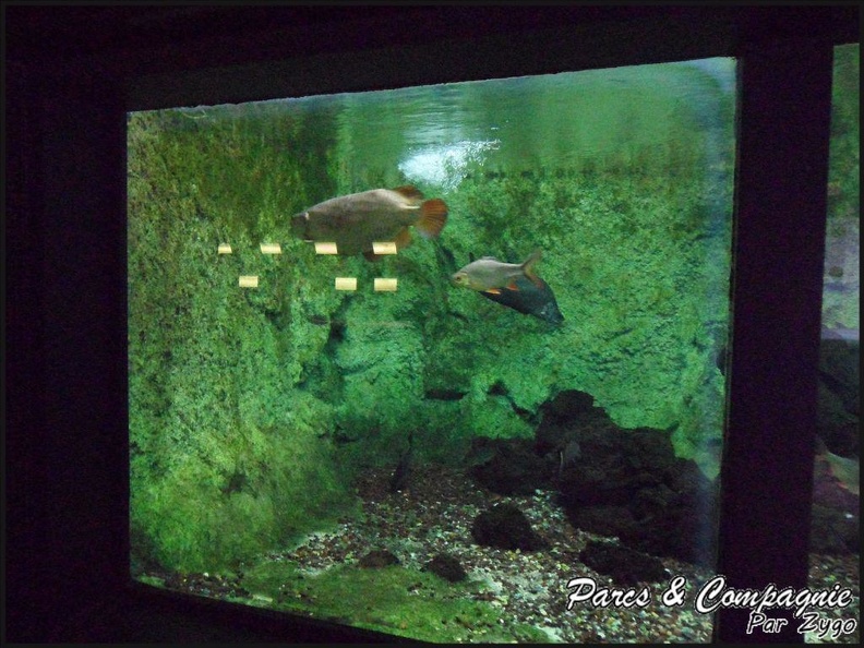 aquarium-porte-doree-187_GF.jpg