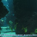 Musee Oceanographique - Monaco 012