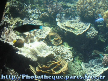Musee Oceanographique - Monaco 020