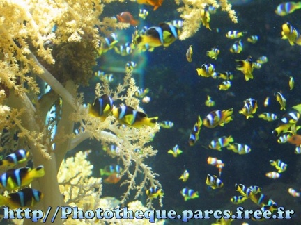 Musee Oceanographique - Monaco 023