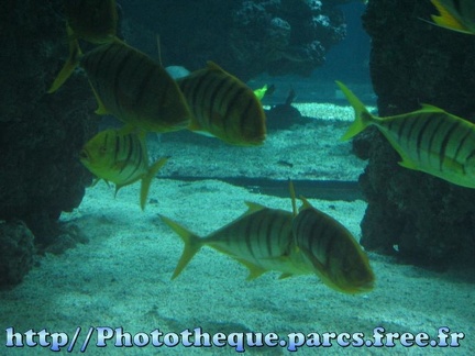 Musee Oceanographique - Monaco 057